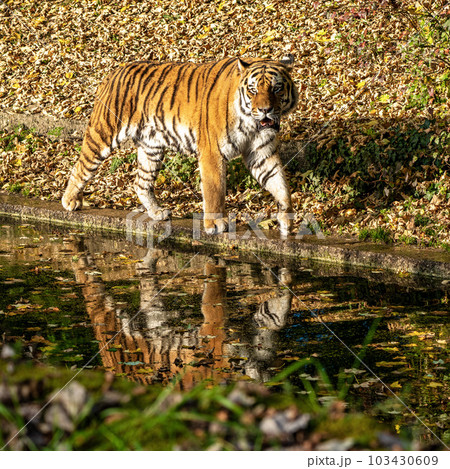The Siberian tiger,Panthera tigris altaica in the zoo 103430609
