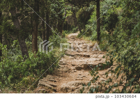 Stone Paved Path in the Pine Woods in Croatia Stone Paved Path in the Pine Woods in Croatia 103430684
