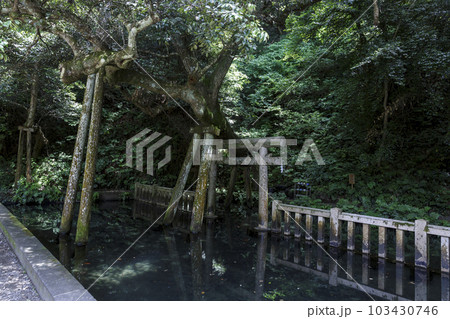 鹿島神宮の奥にある神秘的な御手洗池(みたらしいけ) 鹿島神宮の奥にある神秘的な御手洗池(みたらしいけ) 103430746