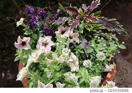 おしゃれなペチュニアの花寄せ植え 103430886