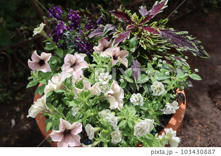 おしゃれなペチュニアの花寄せ植え 103430887