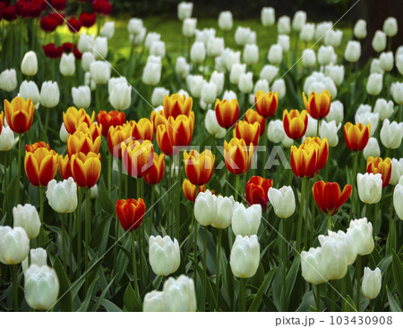 Beautiful blooming red and yellow tulips among white tulips. 103430908