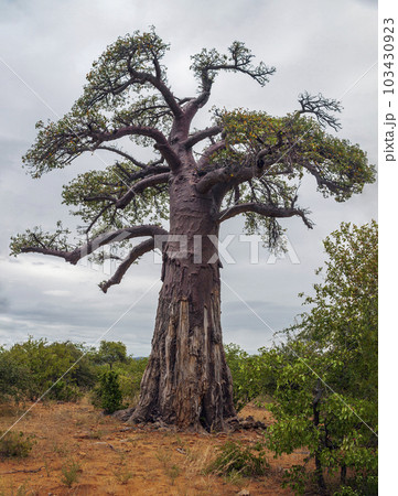 African baobab on the background of cloudy sky in the valley of the Limpopo River. 103430923