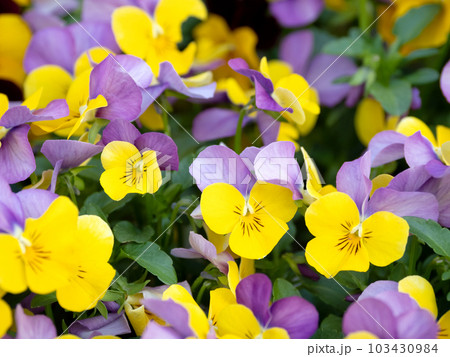 カラフルなビオラの花 103430984