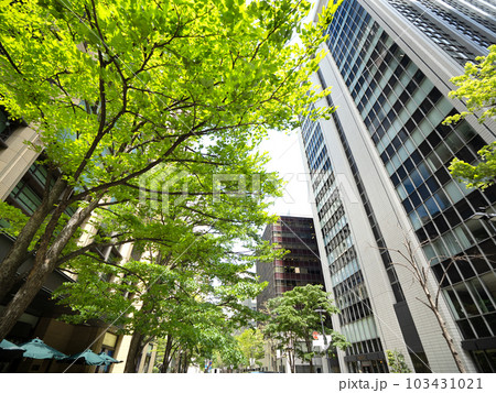 新緑の丸の内仲通り　東京都  103431021