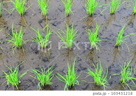 田んぼの稲 103431218