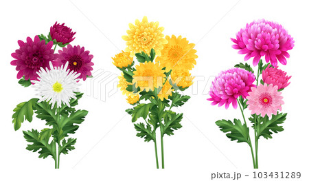 Realistic Chrysanthemum Set 103431289