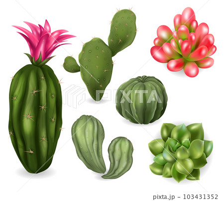 Realistic Cactus Succulent Set 103431352
