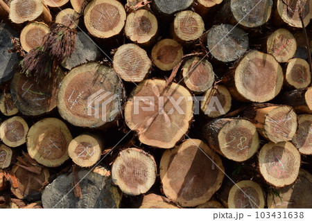 切り出された杉の丸太 山形県庄内 切り出された杉の丸太 山形県庄内 103431638