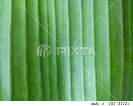 Texture of background of exotic green leaf with vertical lines, close-up 103431728