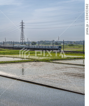 茨城県水戸市　初夏の水田風景と常磐線 103431982