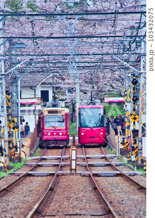 都電と桜 103432075