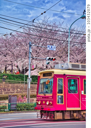 桜並木を走る都電 103432079