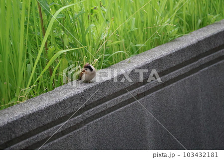 コンクリートの塀の上に首をかしげてとまる1羽のすずめと緑の雑草畑の風景 コンクリートの塀の上に首をかしげてとまる1羽のすずめと緑の雑草畑の風景 103432181