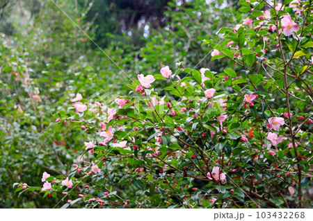 ツバキの花　港の曙 103432268