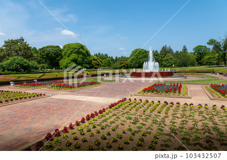 茨城県水戸市　薔薇咲き誇る初夏の茨城県植物園 103432507