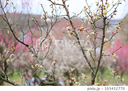 黄金梅の花 黄金梅の花 103432770
