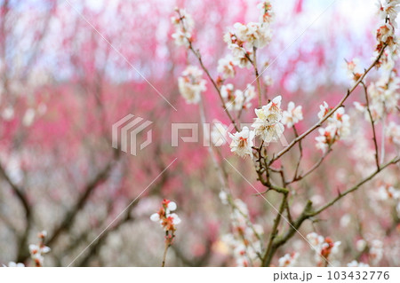 白梅の花 冬至 白梅の花 冬至 103432776