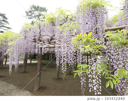 藤花園にて 103432840