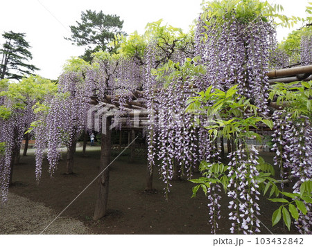 藤花園にて 103432842