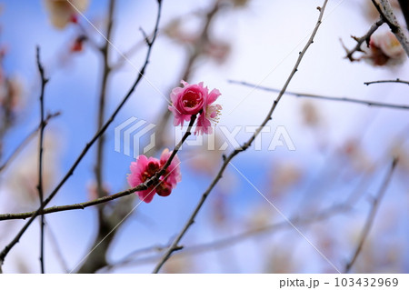 可愛い紅梅の花 103432969