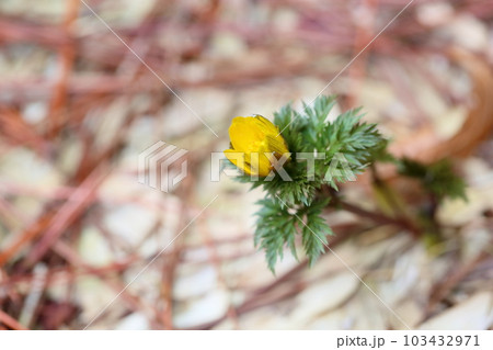 福寿草の花 103432971