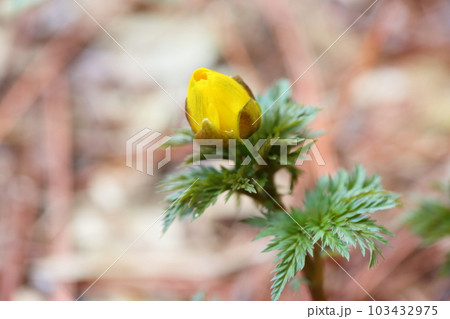 福寿草の花 103432975