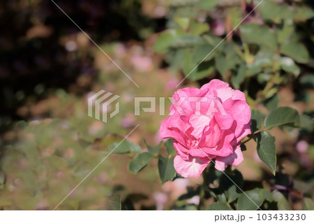 多くの人々の心を癒す色とりどりに咲き誇るバラの花たち 103433230