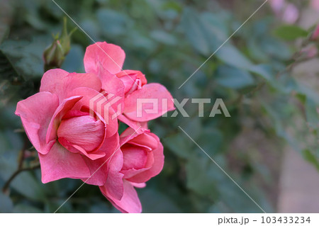 多くの人々の心を癒す色とりどりに咲き誇るバラの花たち 多くの人々の心を癒す色とりどりに咲き誇るバラの花たち 103433234