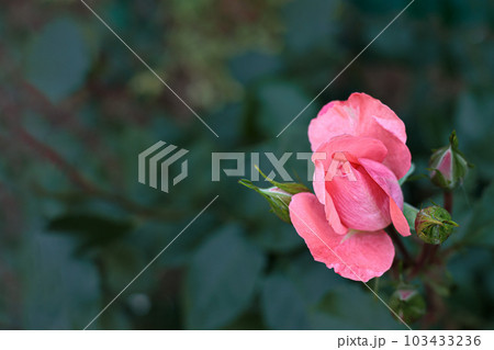 多くの人々の心を癒す色とりどりに咲き誇るバラの花たち 多くの人々の心を癒す色とりどりに咲き誇るバラの花たち 103433236