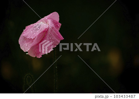 the smile of a rain-soaked poppy 103433487