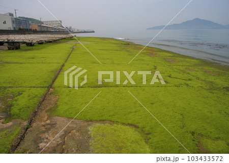 海藻に覆われた、詫間海軍航空隊の飛行艇用滑走台跡 海藻に覆われた、詫間海軍航空隊の飛行艇用滑走台跡 103433572