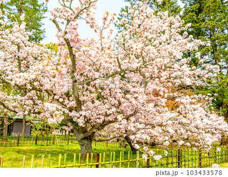 京都御苑の御所御車返の桜 京都御苑の御所御車返の桜 103433578
