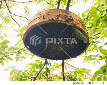 廃物利用　日本蜜蜂分蜂群の捕獲機　効果抜群！ 103433621