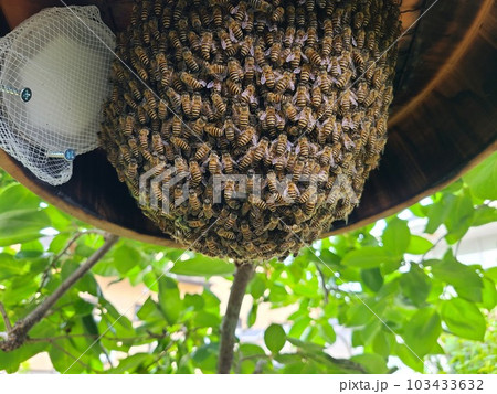 日本蜜蜂（分蜂群） - 虫類