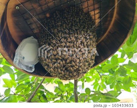 廃物利用 日本蜜蜂分蜂群の捕獲機 効果抜群！の写真素材