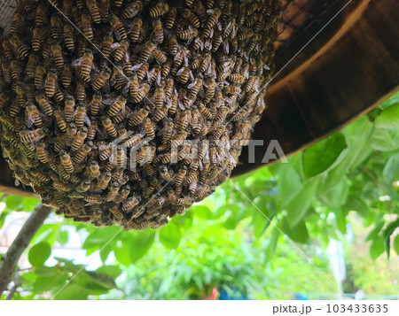 廃物利用 日本蜜蜂分蜂群の捕獲機 効果抜群！の写真素材 [103433635] - PIXTA