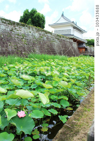 可愛いハスの花が咲く御楼門 103433688