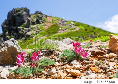 夏のコマクサ 夏のコマクサ 103433880