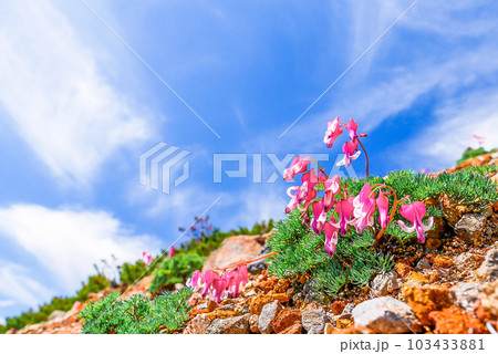 青空とコマクサ 青空とコマクサ 103433881