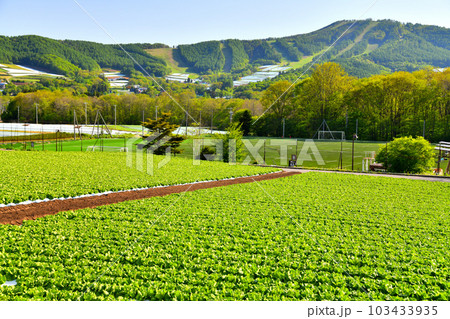 菅平高原のレタス畑、大松山方面を望む(長野県上田市)【2023.5】 103433935