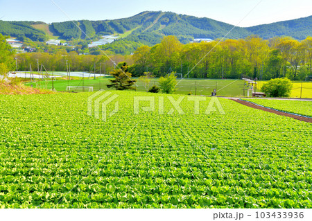 菅平高原のレタス畑、大松山方面を望む(長野県上田市)【2023.5】 103433936