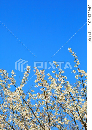 薄墨桜 薄墨桜 103433960