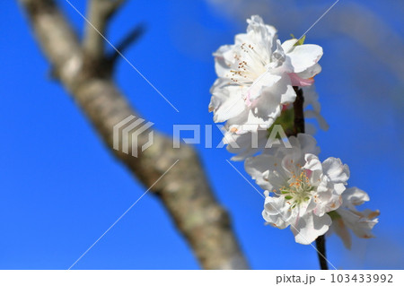 薄墨桜 103433992