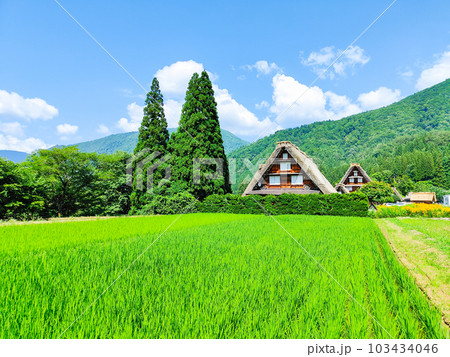 夏の白川郷 103434046