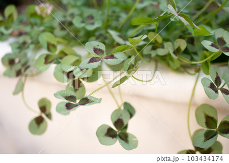 プランターからしだれるプリンセスクローバー’レオノア’【春】【夏】【秋】 プランターからしだれるプリンセスクローバー’レオノア’【春】【夏】【秋】 103434174