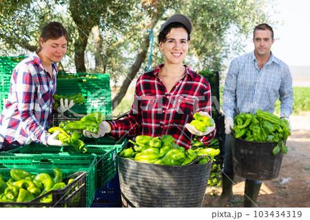 Team of farmers sorting green bell peppers in backyard of farm after harvest Team of farmers sorting green bell peppers in backyard of farm after harvest 103434319