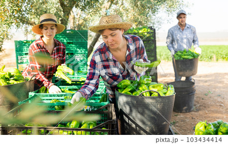Two women sorting and stacking bell peppers in baskets and boxes on farm Two women sorting and stacking bell peppers in baskets and boxes on farm 103434414