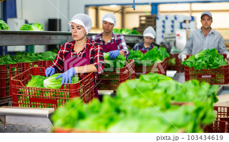 Hispanic woman arranging lettuce in boxes on sorting line in vegetable factory 103434619