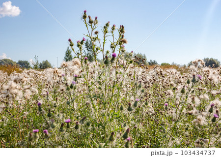 Cirsium vulgare, also known as spear thistle, bull thistle or common thistle 103434737